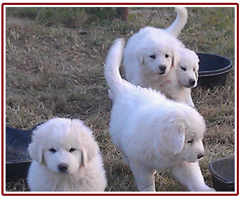 Pyrenees puppies